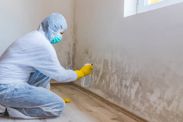 Licensed Attic Mold Removal service in Centreville, VA - WQB Mold Removal