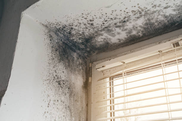 Affordable Attic Mold Removal solutions in Centreville, VA