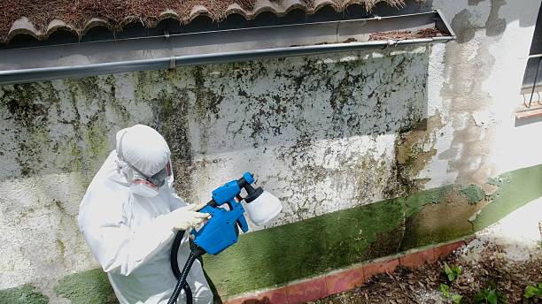 Top rated local Attic Mold Removal specialists in Centreville, VA
